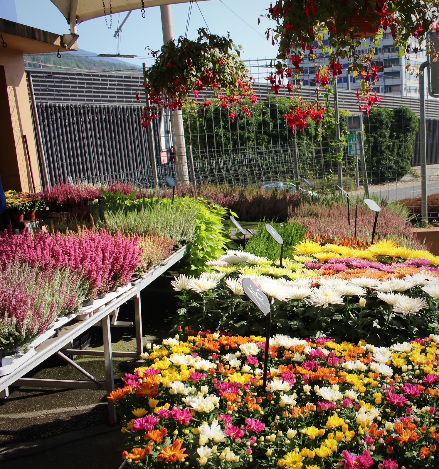 Plantes et chrysanthèmes de saison sur la terrasse de La Joconde