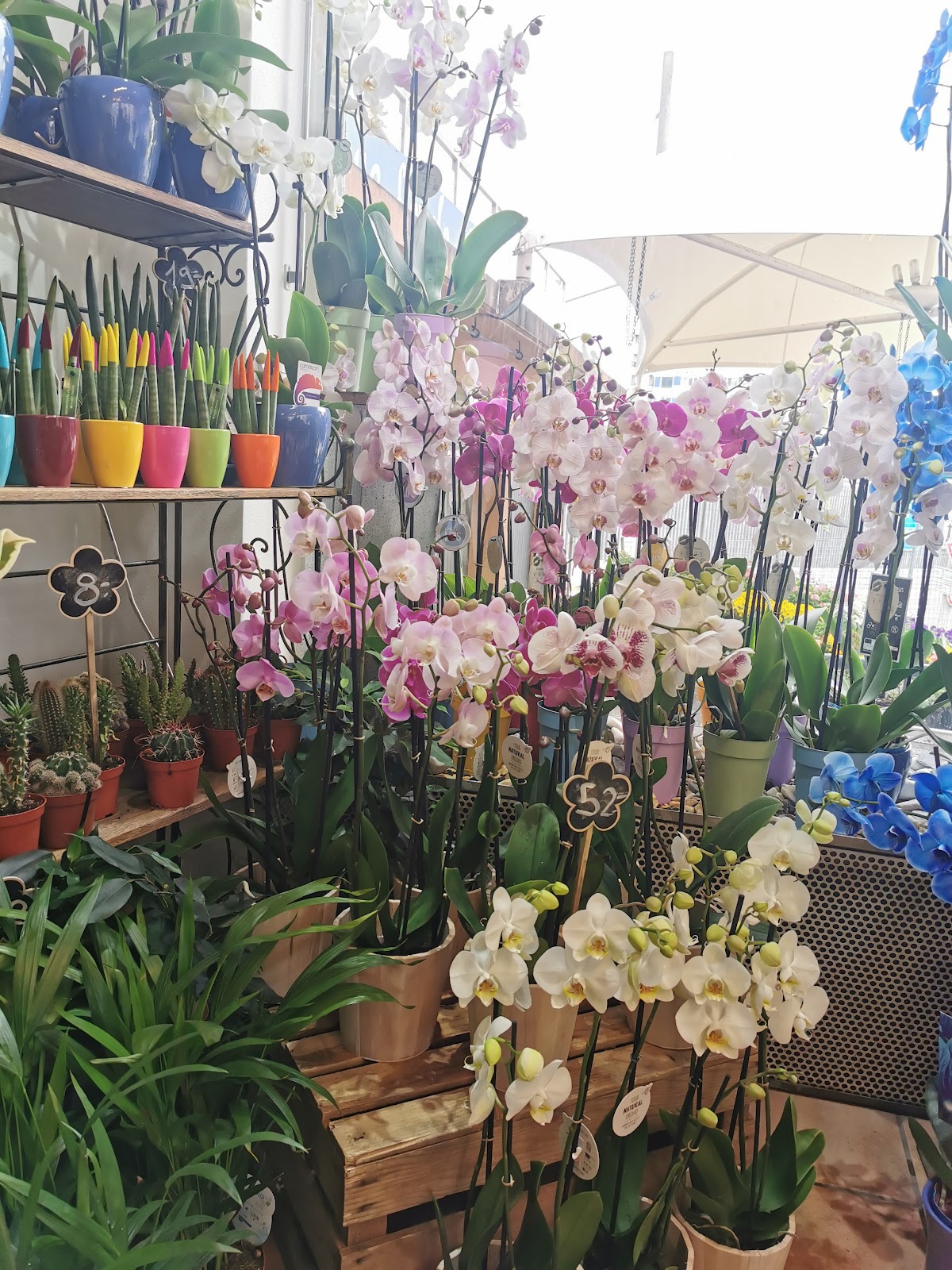 Orchidées et plantes fleuries à La Joconde