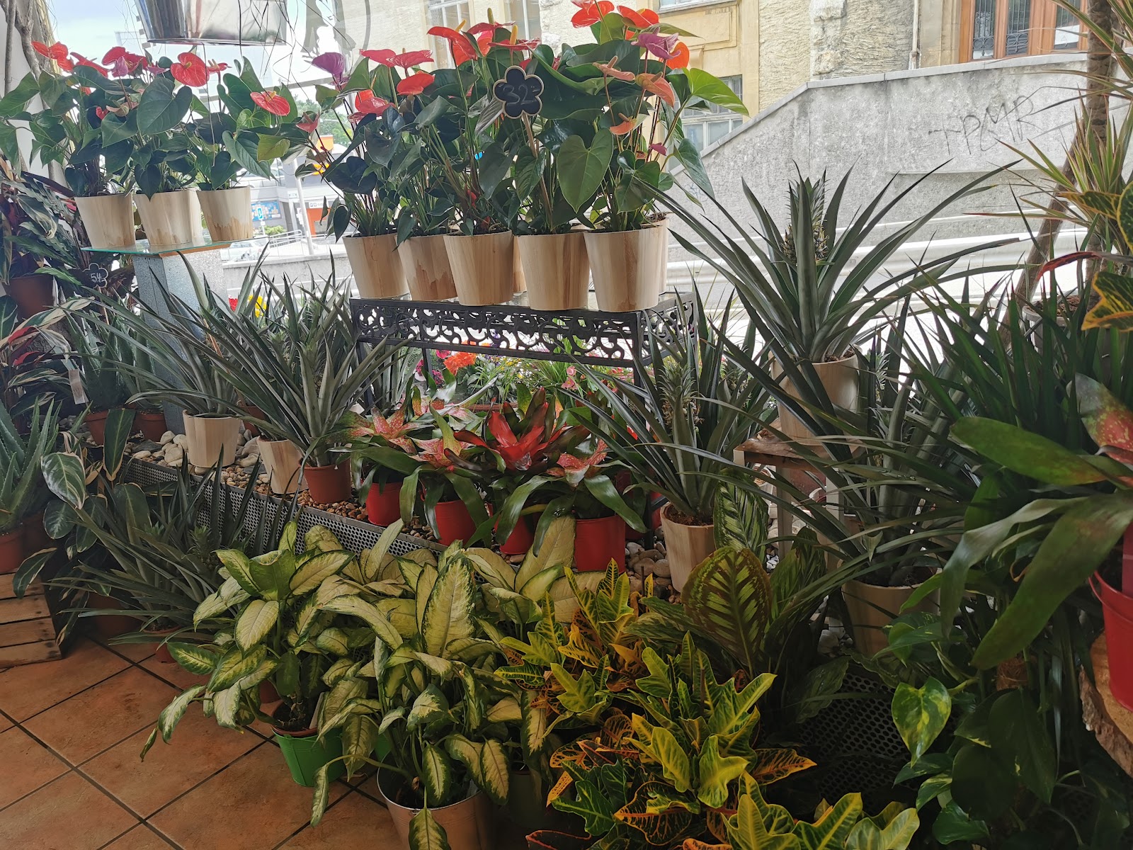 Plantes vertes d'intérieur à La Joconde